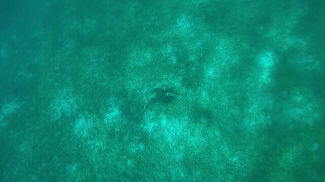 Top view of very old male Hawksbill Sea Turtle, Eretmochelys imbricata with twisted shell swim down to seagrass bed on sunlight, Slow motion
