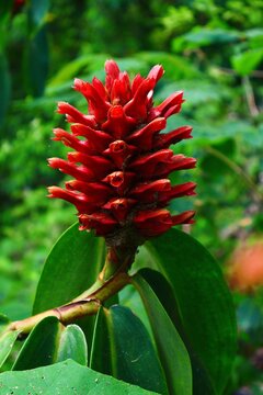 Closeup of a Red Tower Ginger Flowr (Costus barbatus) in a Tropical Jungle