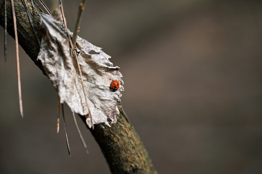 Ladybug (Coccinella septempunctata) on Dry Leaf of Deciduous Tree (Angiospermae). Macro Nature Scene