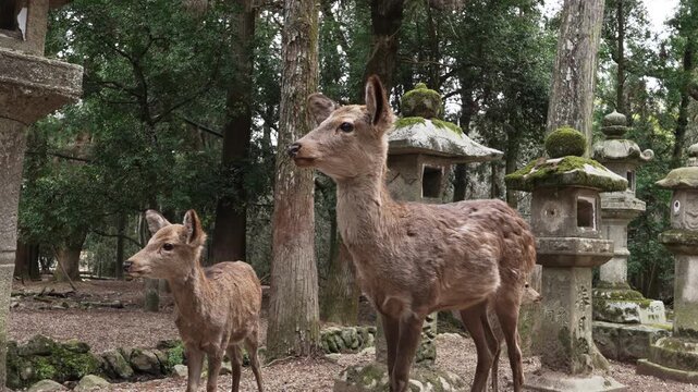 NARA DEER