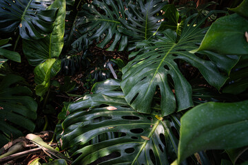 Fototapeta premium Deep green monsterra leaf tropical rainforest plant