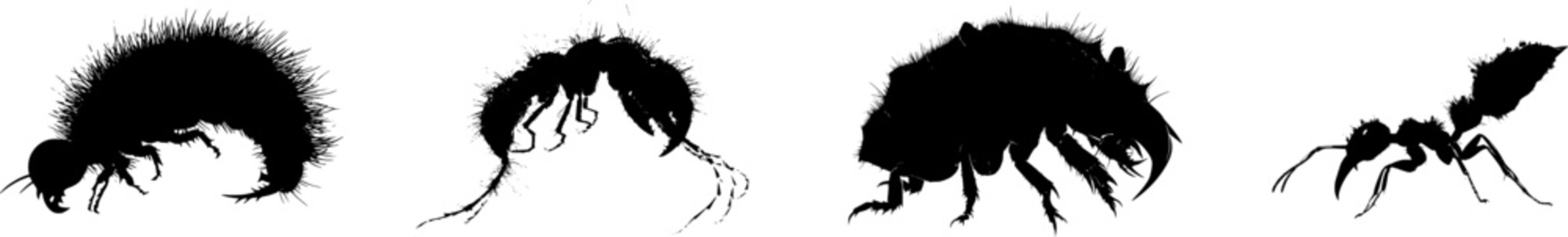 A detailed ant lion larva with massive mandibles stands out starkly against a pure white background in this minimalist stencil design, ideal for precise tracing tasks