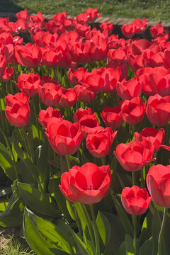 Red Tulips Garden Design Landscape Planning Spring Flower Bed Layout.