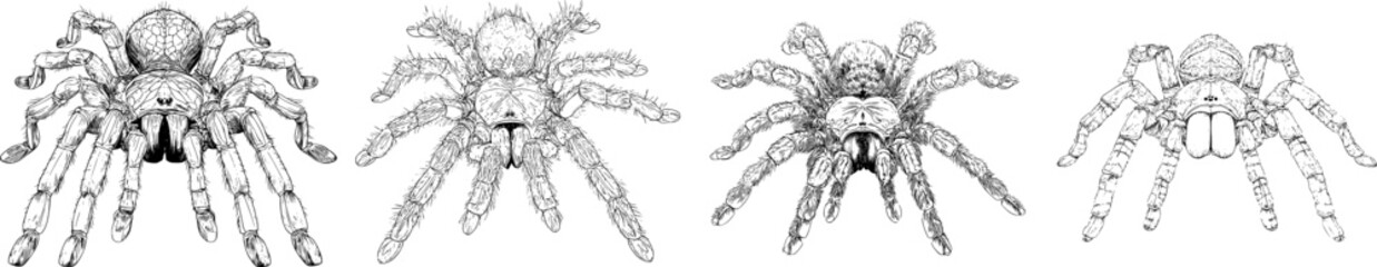 Obraz premium A meticulously detailed tarantula illustration showcases its massive legs, sharp black ink outline against a solid white background in monochrome coloring book style with clear boundaries and
