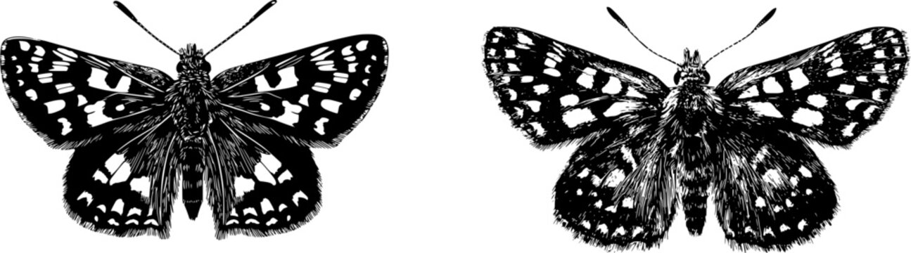 A detailed grizzled skipper butterfly top view in stark black silhouette, flat vector style, isolated on pure white background with crisp high contrast edges, minimalist stencil design ready to trace