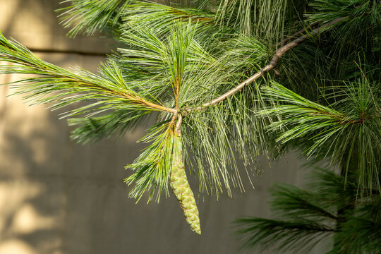 Paro Bhutan,  cone and needles of a pinus bhutanica or pinus wallichiana  