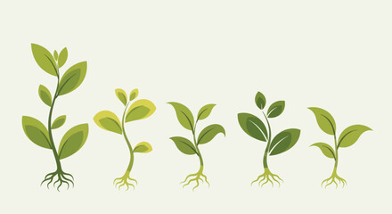 Fototapeta premium Green Sprouts Growing in Sequence Showing Plant Development.