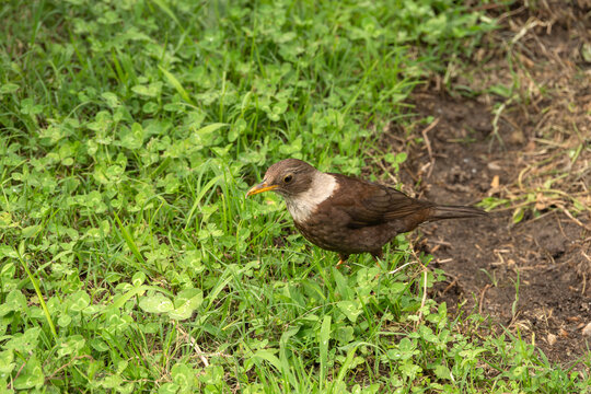 Paro Bhutan, turdus albocinctus or  white-collared blackbird in garden