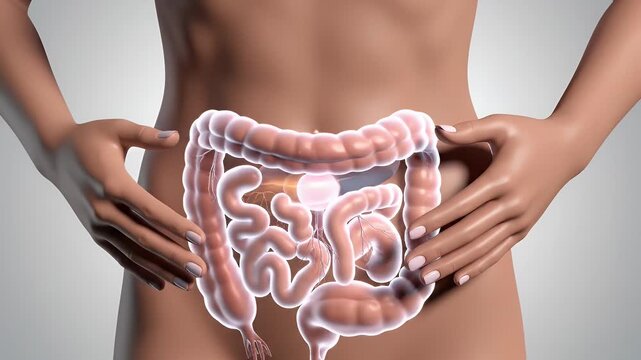 Anatomical 3D Rendering of Female Abdomen Showing Healthy Digestive System With Gentle Hands Centered Over Solar Plexus Area