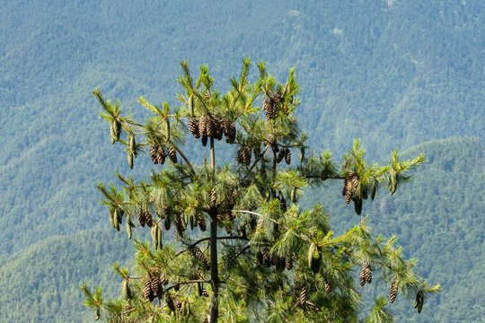 Paro Bhutan, pinus wallichiana with many cones