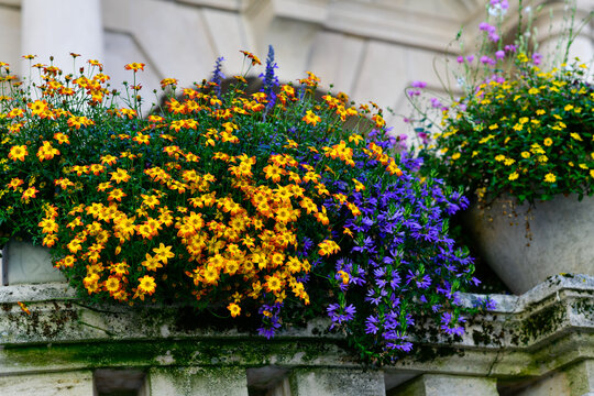 Balkonpflanzen am Rathaus der Stadt Kaufbeuren, Bayern