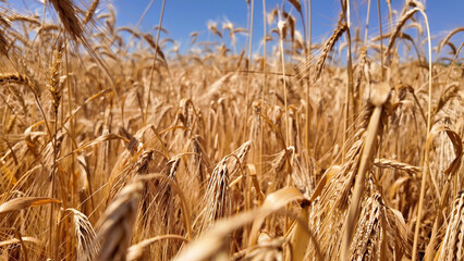 Wheat field in summertime ready for harvesting.