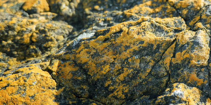 Vibrant yellow lichen texture on dark weathered coastal rock