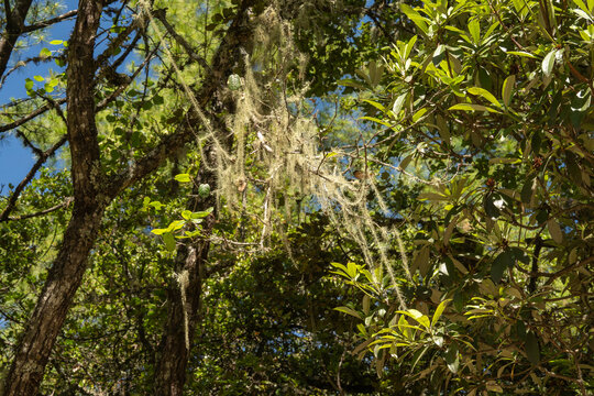 Paro Bhutan, moss hanging in tree