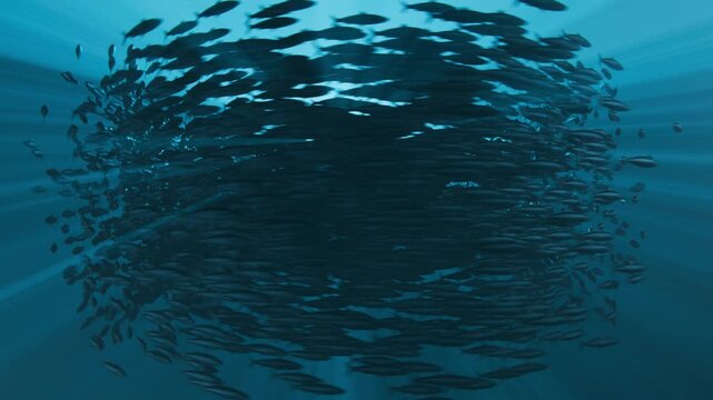 Slow Motion Bait Ball Fish Swarm Sphere Underwater, 3D Ocean Concept Animation