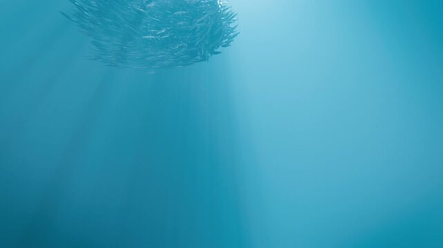 Slow Motion Bait Ball Fish Swarm Sphere Underwater, 3D Ocean Concept Animation