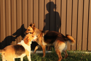 German Shepherd and Beagle dogs standing on grass against brown fence with female human shadow background