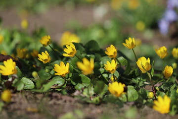 Obraz premium Yellow flowers and green leaves of lesser celandine or pilewort (Ficaria verna) plant close-up in garden