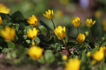 Obraz premium Yellow flowers and green leaves of lesser celandine or pilewort (Ficaria verna) plant close-up in garden
