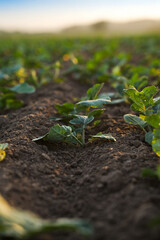 Young rapeseed seedlings growing on agricultural field with soft evening light and shallow depth of...