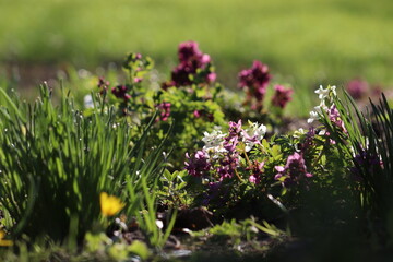 Obraz premium Purple Fumewort (Corydalis solida flowers blooming in the sunlit spring garden