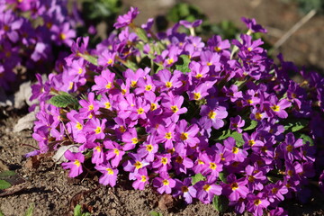 Obraz premium Pink flowers of Primula vulgaris or English primrose in spring garden