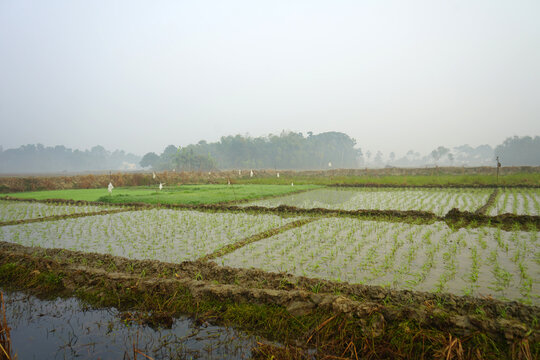 Young Green Rice Paddy Seedlings in Flooded Agricultural Field Under Misty Morning Sky