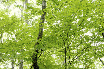 Fototapeta premium Fresh Green Leaves of Mixed Forest with Dappled Sunlight in Early Summer, Tohoku, Japan
