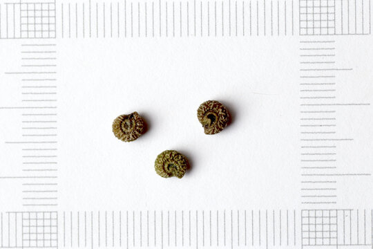Ammonite-shaped Seeds of Queen coralbead (Cocculus trilobus) with Scale in Autumn, Tohoku, Japan
