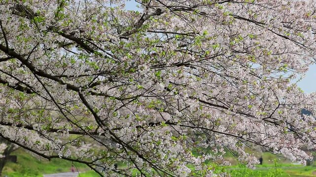 花びら散るソメイヨシノの大木
