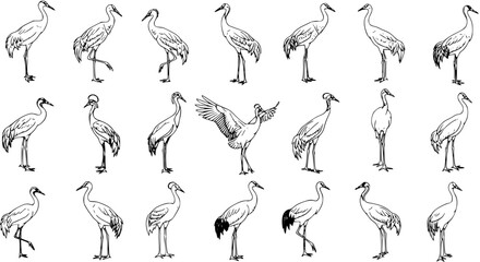 Obraz premium Collection of Hand-Drawn Crane Illustrations in Various Poses and Styles