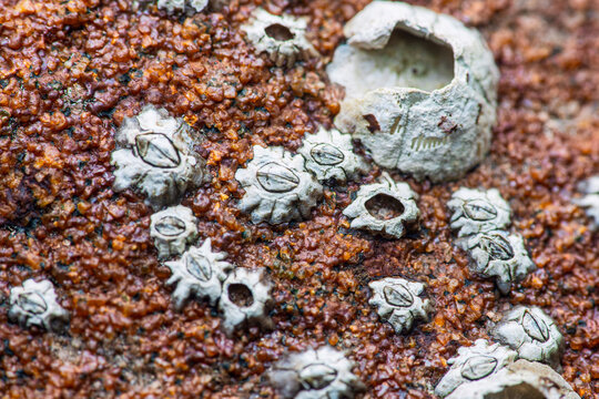 Acorn barnacles clinging to rough intertidal rock surface
