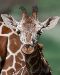 Mała żyrafa © Maciej