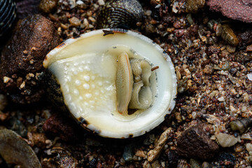 Ox-tongue nerite snail crawling on sandy beach © Pawich Sattalerd