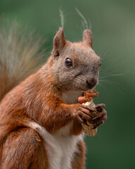 Wiewiórcza przekąska © Maciej