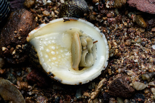 Ox-tongue nerite snail crawling on sandy beach