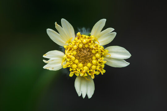 Tridax procumbens flower blooming against dark background