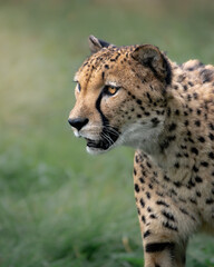 Gepard © Maciej