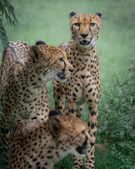 Rodzina gepardów  © Maciej