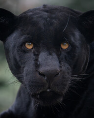 Lampart czarny © Maciej