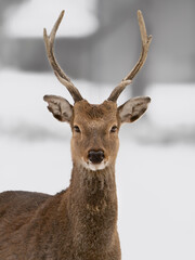 white tailed deer © Maciej