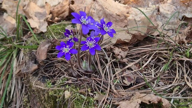 Close-up of delicate purple violets blooming through dry leaves and grass on forest floor, soft spring light and slight camera movement, concept of renewal and awakening nature