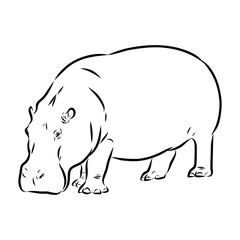 Fototapeta premium hippopotamus, vector sketch