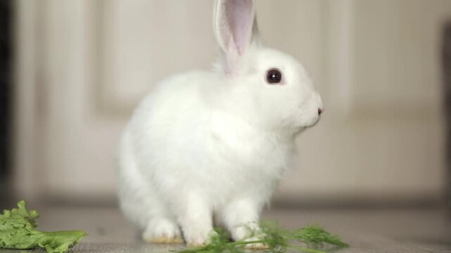 cute white rabbit eats vegetables