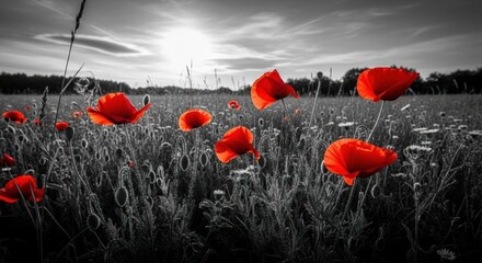Obraz premium Vivid red poppies bloom in a field, contrasting against a grayscale landscape