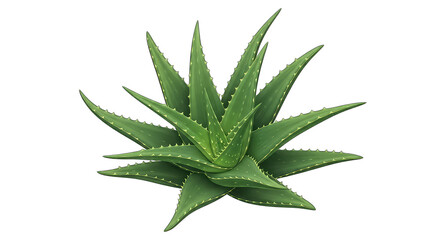Fototapeta premium Green aloe vera plant leaf cutout isolated on transparent background