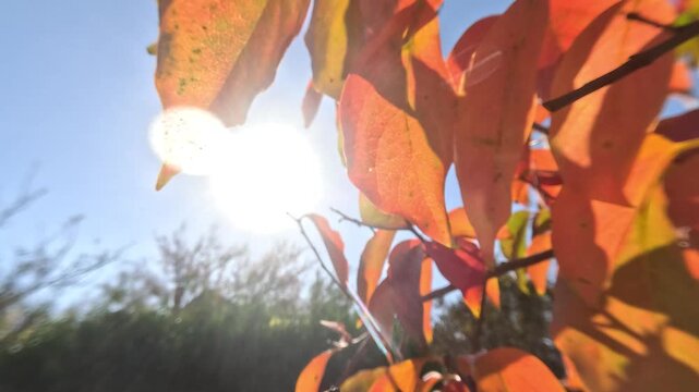Ripe persimmons adorn tree branches. Persimmons hang from tree branches with vibrant leaves in autumn-kissed garden, showcasing nature seasonal transition. Organic agriculture production. Eco farming