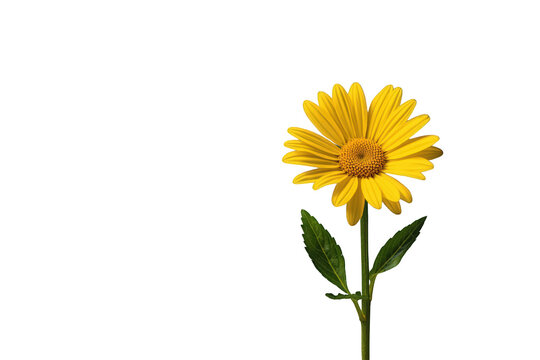 Yellow false sunflower, heliopsis or oxeye daisy with green stem and leaves, flowering brightly