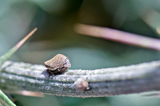 Agalmatium is a genus of planthopper belonging to the family Issidae, subfamily Issinae