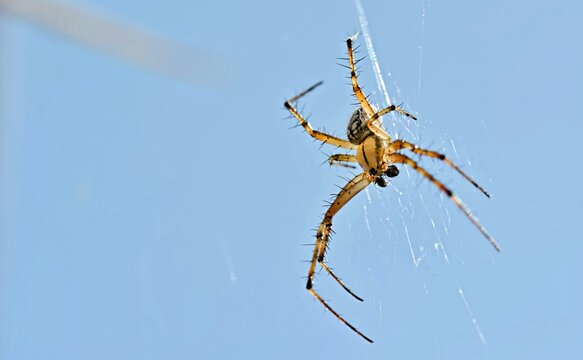 Bordered Orbweaver (Neoscona adianta), Greece